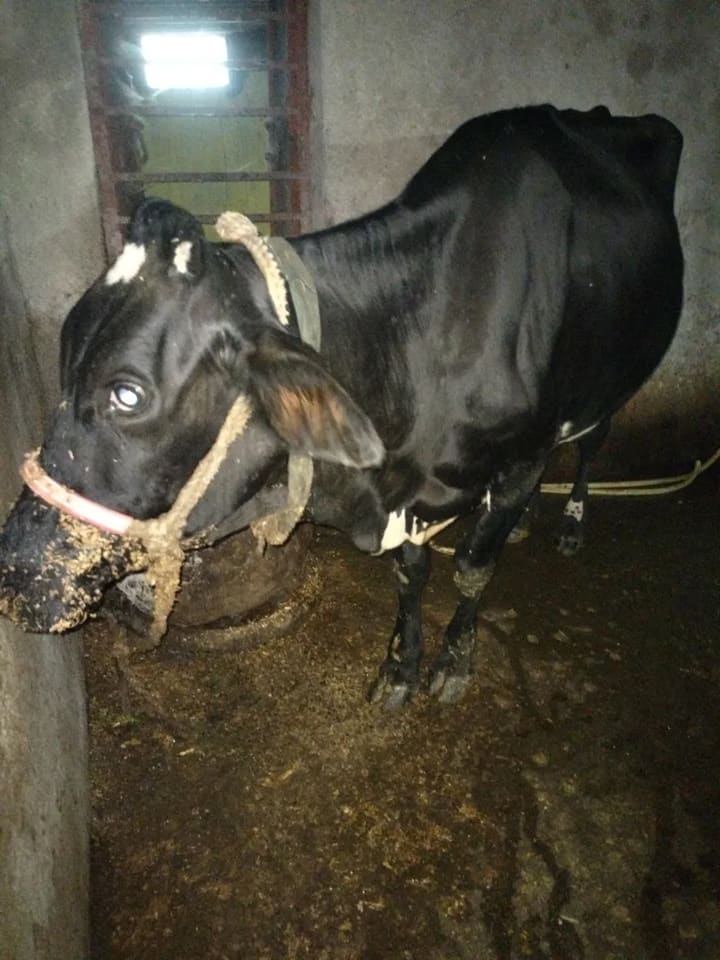HF Cow in  JHARKHAND
