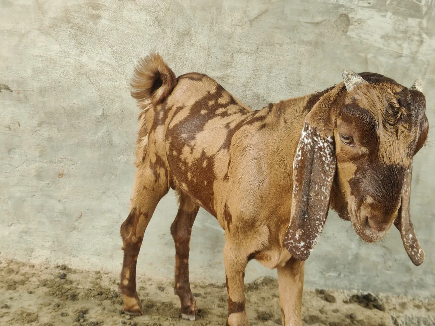 Sirohi Goat in  RAJASTHAN