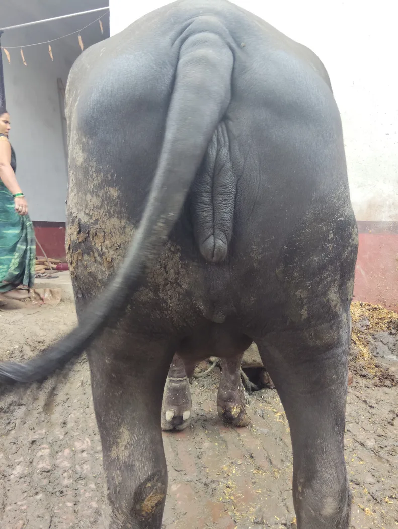 Murrah Buffalo in  UTTAR PRADESH