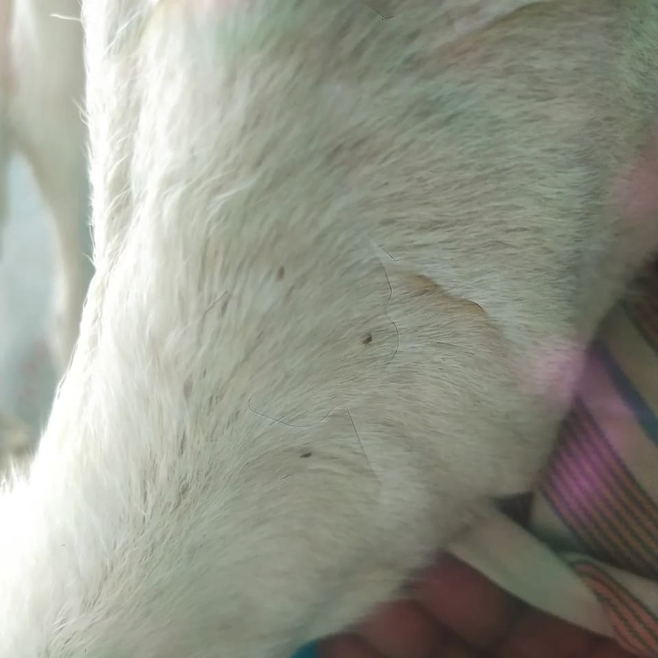 Coimbatore  Sheep C0150 in  TELANGANA