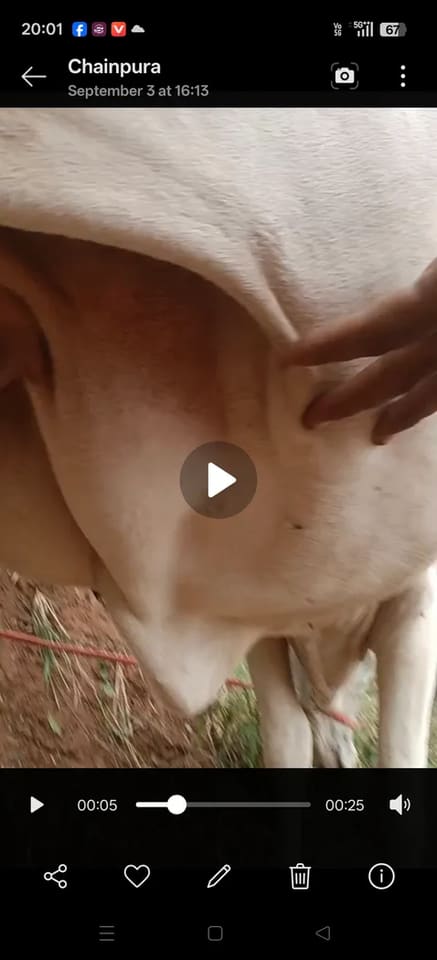 Sahiwal Cow in  RAJASTHAN