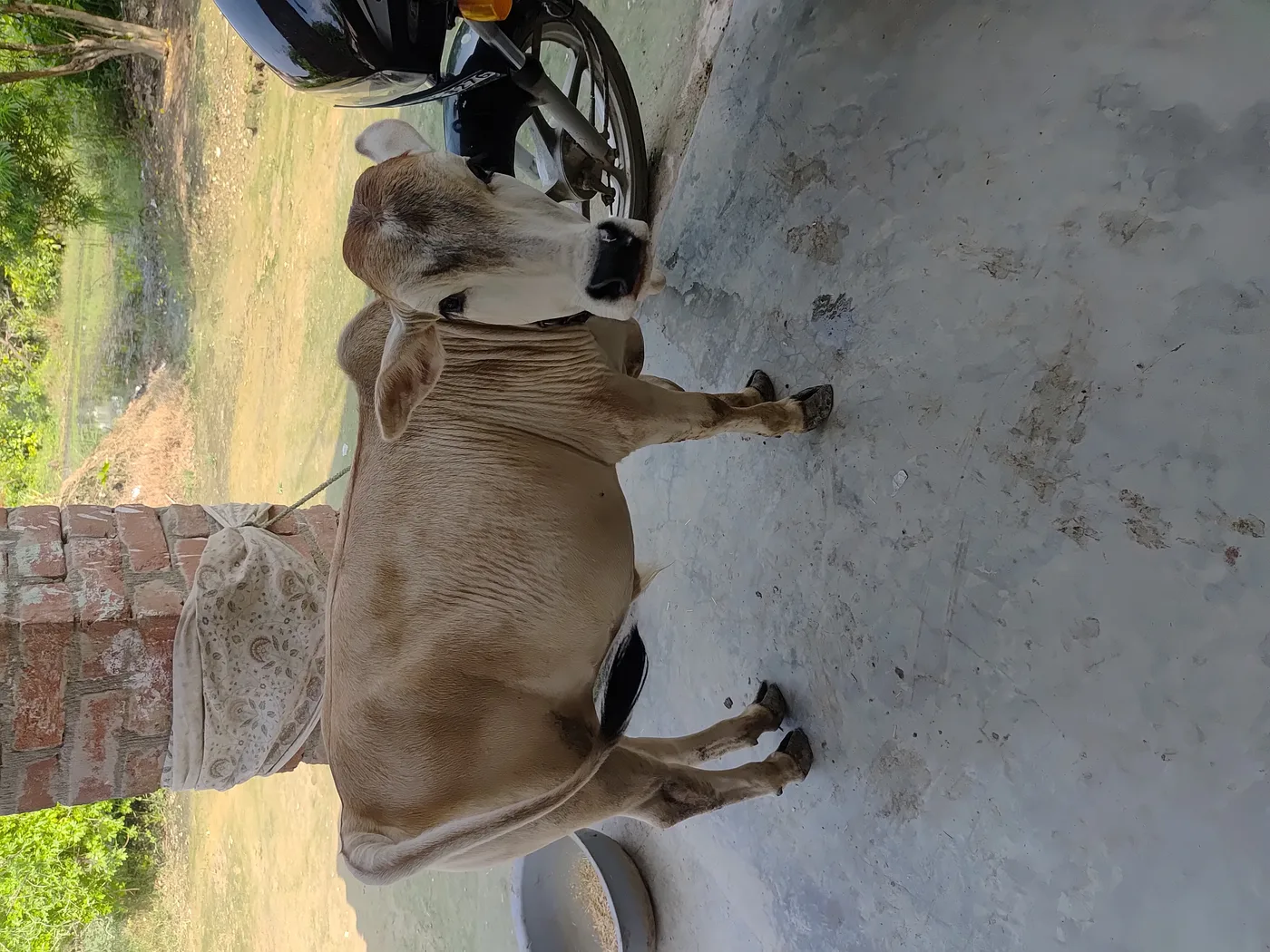 Punganur  Cow in  UTTAR PRADESH