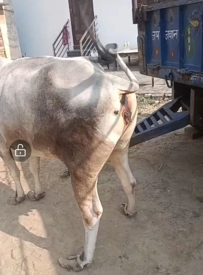 Hariyana Cow H0312 in  HARYANA