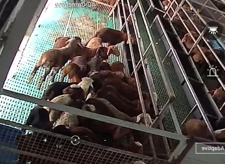 Sindhanoor Sheep in  KARNATAKA