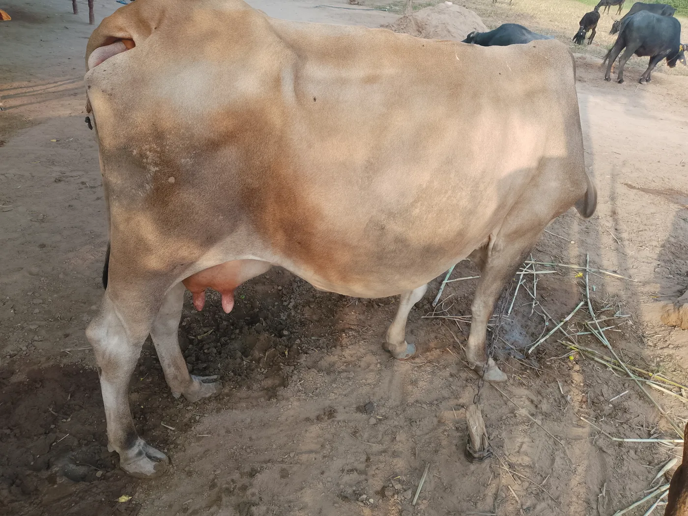 HF Cow in  GUJARAT