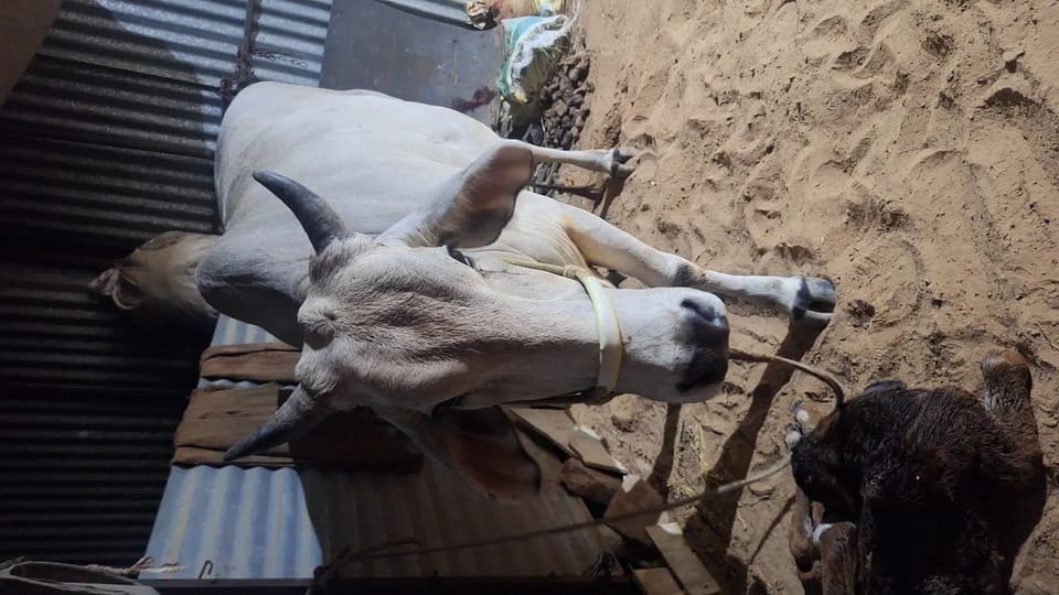 Others Cow in  RAJASTHAN