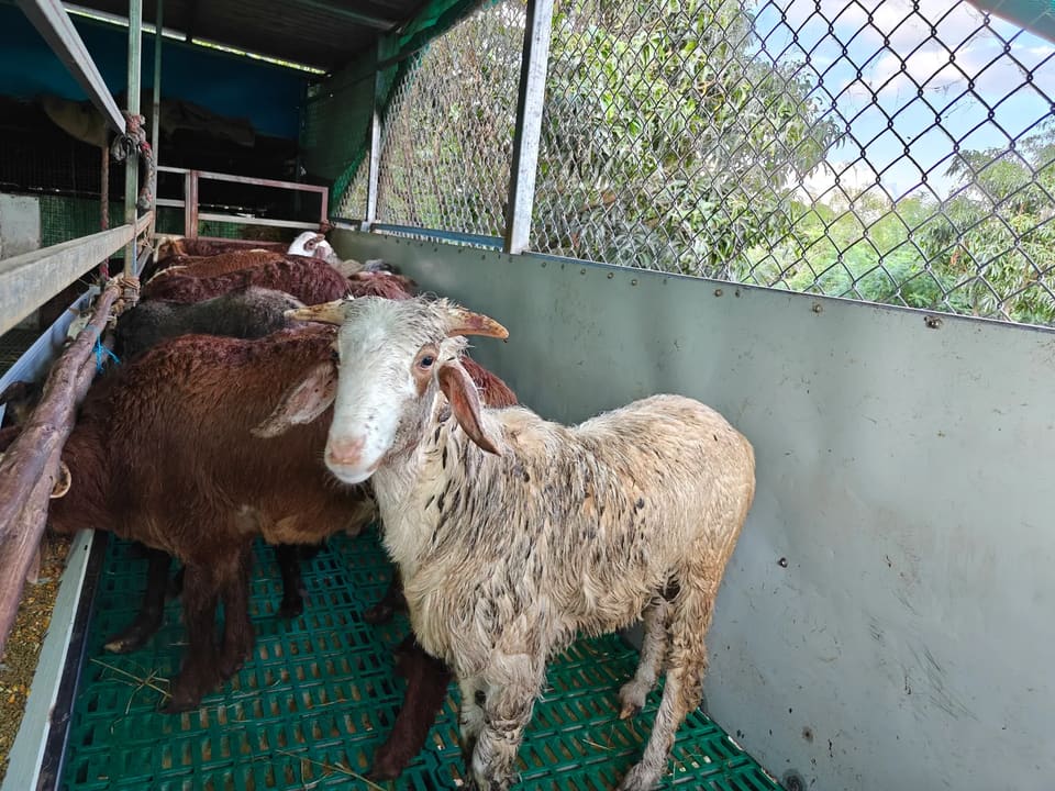 Coimbatore  Sheep C0148 in  KARNATAKA