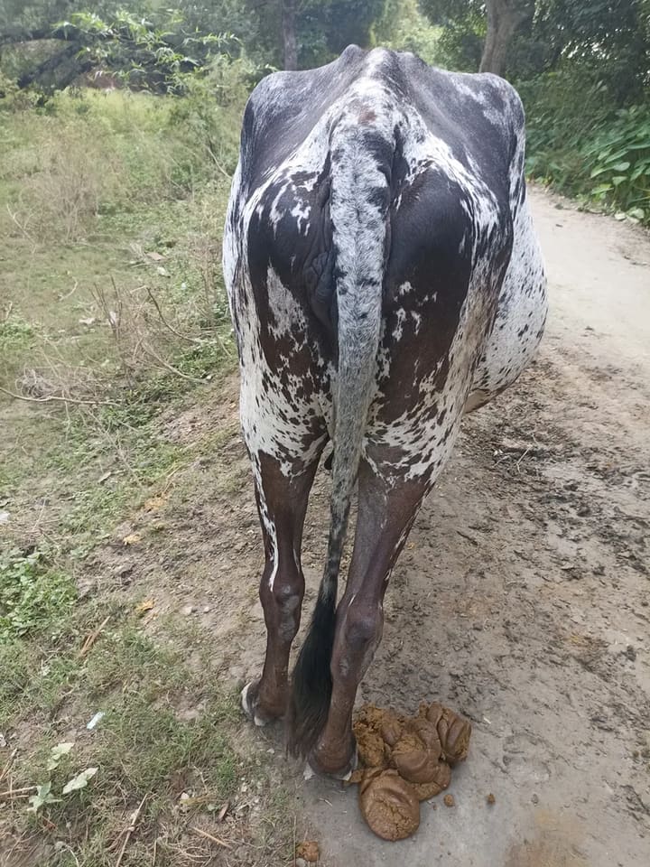 HF Cow in  UTTAR PRADESH