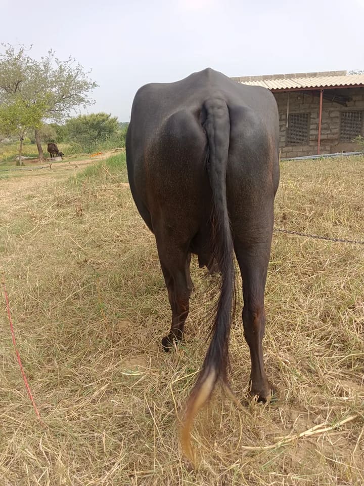 Murrah Buffalo in  RAJASTHAN