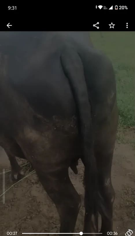 Murrah Heifer Buffalo M4703 in  RAJASTHAN