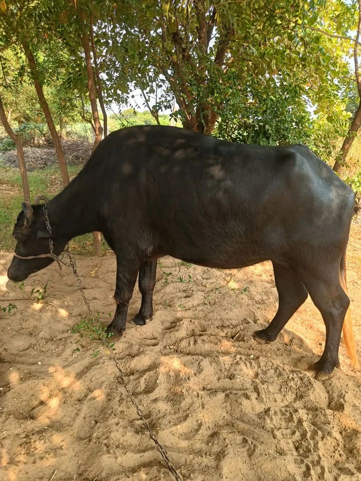 कुंडी क्रॉस क्रॉस O0726 in  RAJASTHAN