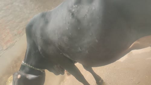 Kapila Cow K0242 in  UTTAR PRADESH