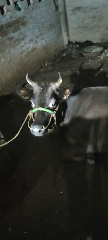 Others Cow in  BIHAR