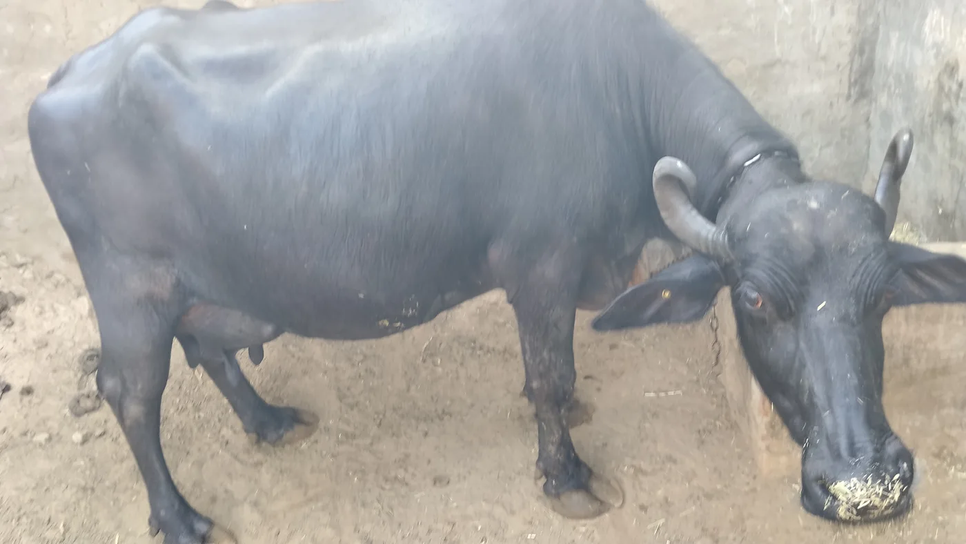 Murrah Buffalo in RAJASTHAN