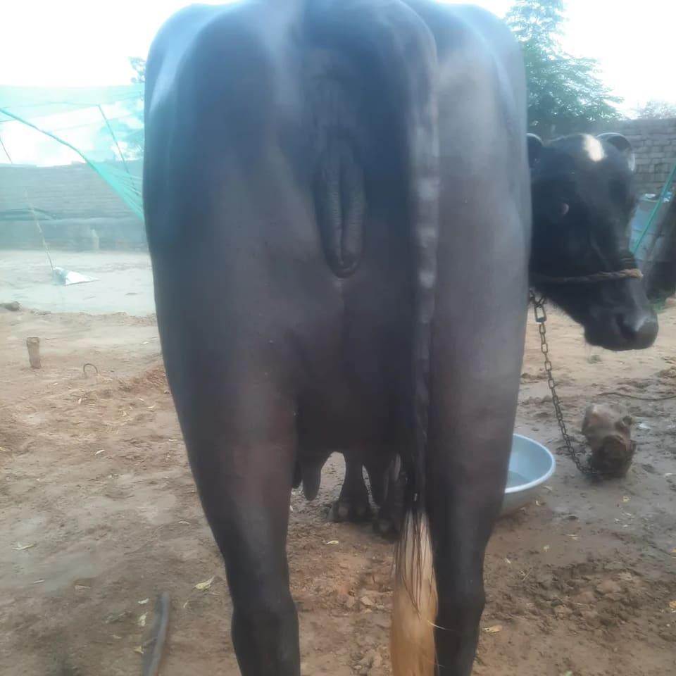 Others Buffalo in  RAJASTHAN
