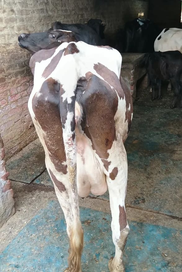 HF Cow in  HARYANA