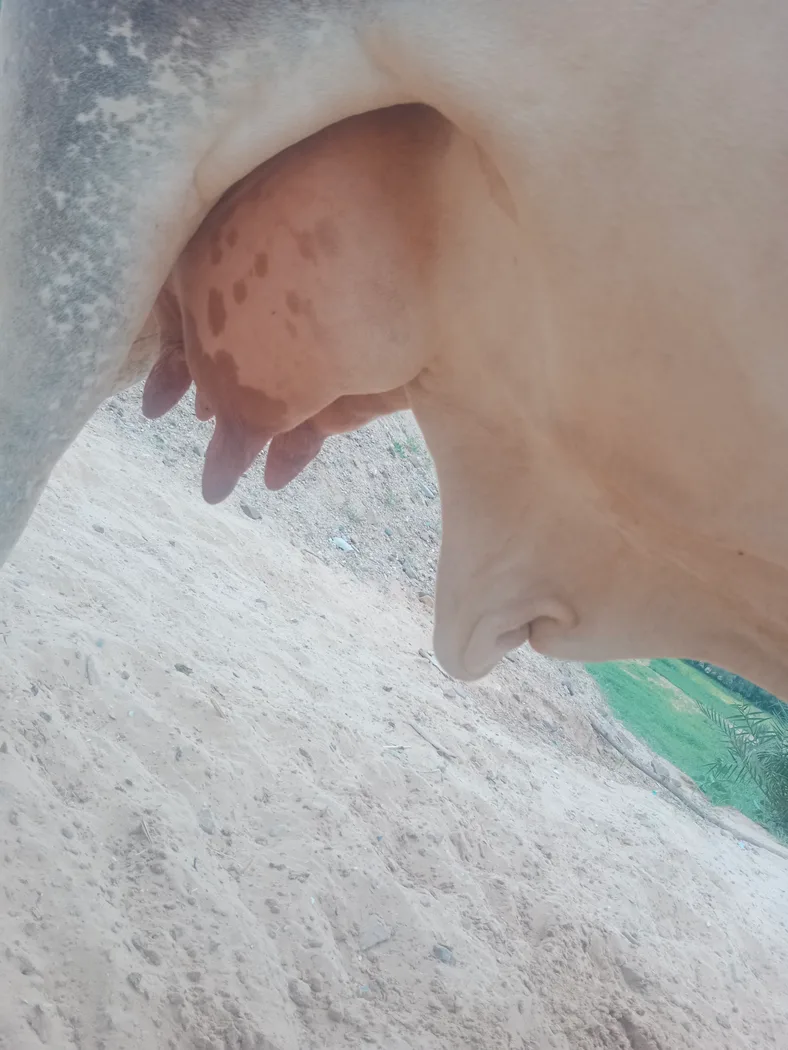 Kankrej Cow in  RAJASTHAN
