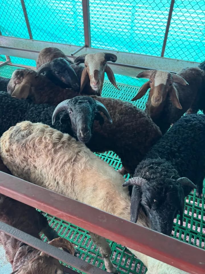 Sindhanoor Sheep in  ANDHRA PRADESH