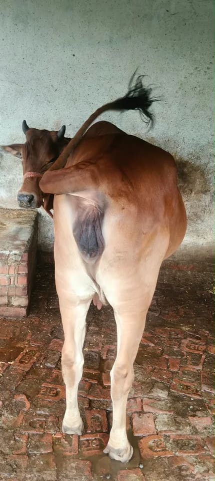 Sahiwal Cow in  UTTAR PRADESH