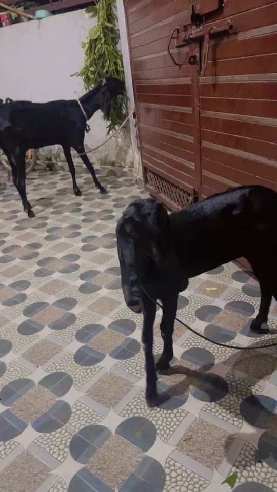 Kota Goat in  PUNJAB