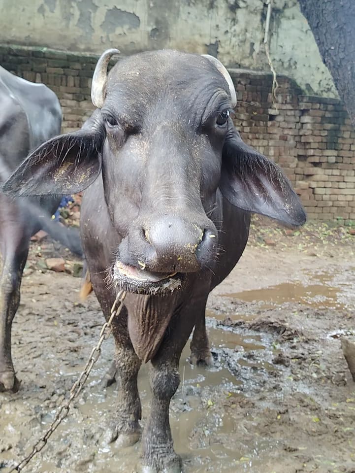 Others Buffalo in  UTTAR PRADESH