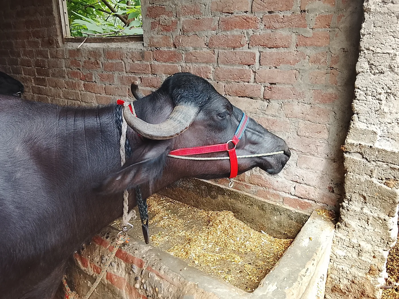Others Buffalo in  UTTAR PRADESH