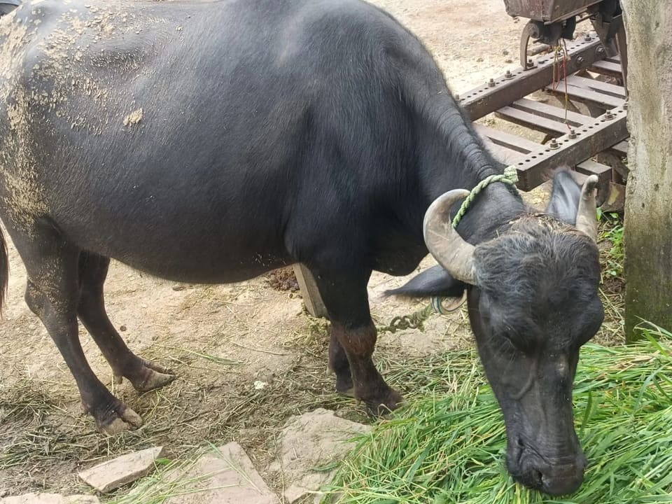 Murrah Buffalo in  MADHYA PRADESH