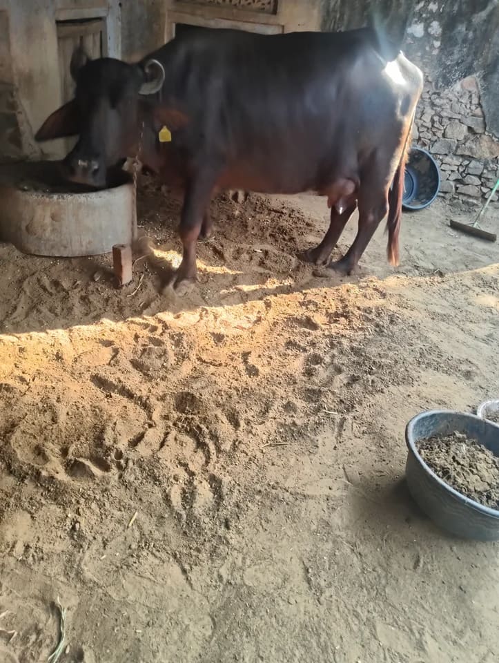 Murrah Buffalo in  RAJASTHAN