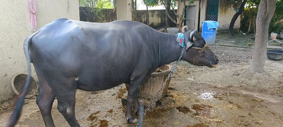 Murrah Buffalo M5287 in  UTTAR PRADESH