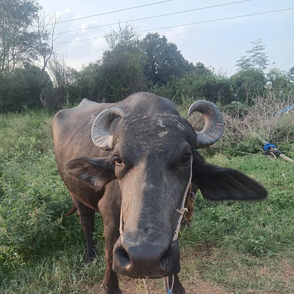 Murrah Buffalo M5022 in  KARNATAKA