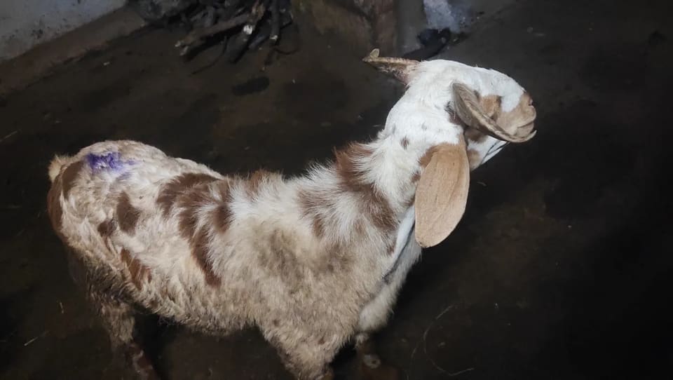 Neelore  Jodipi Sheep in  ANDHRA PRADESH