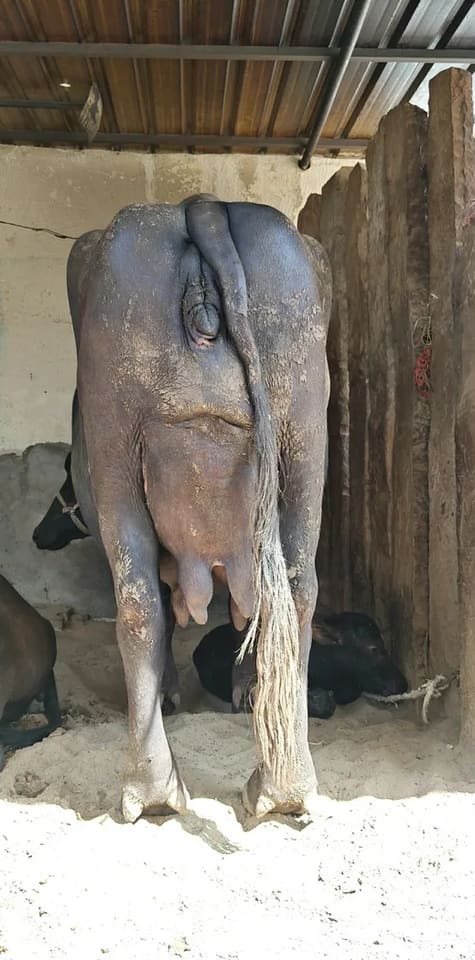 Others Buffalo in  RAJASTHAN