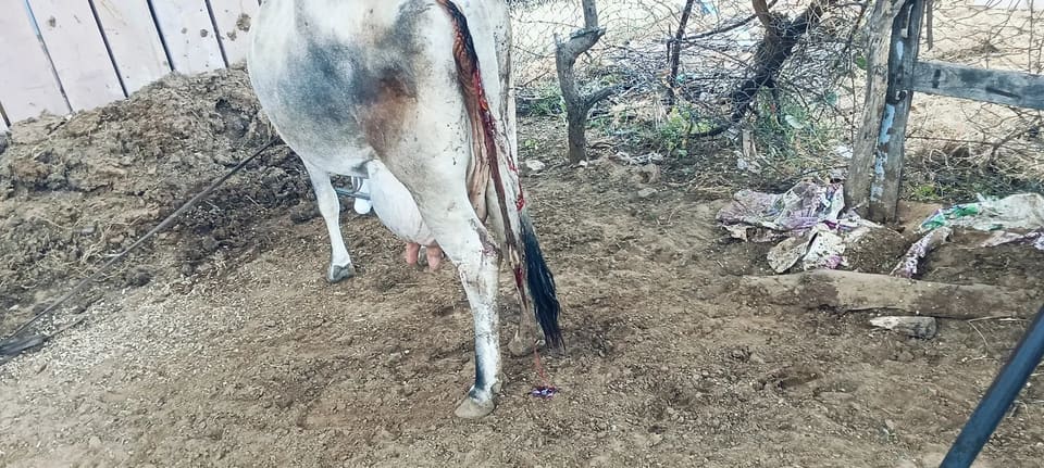 Tharparkar Cow in  RAJASTHAN