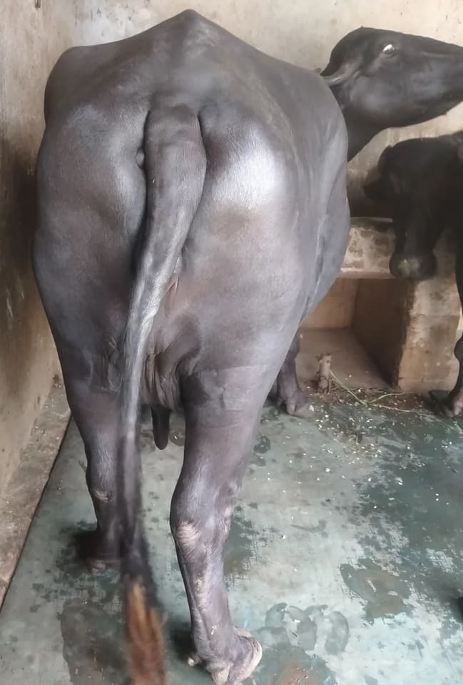 Murrah Buffalo in  HARYANA