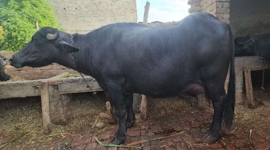 Jafarabadi Buffalo J0474 in  HARYANA