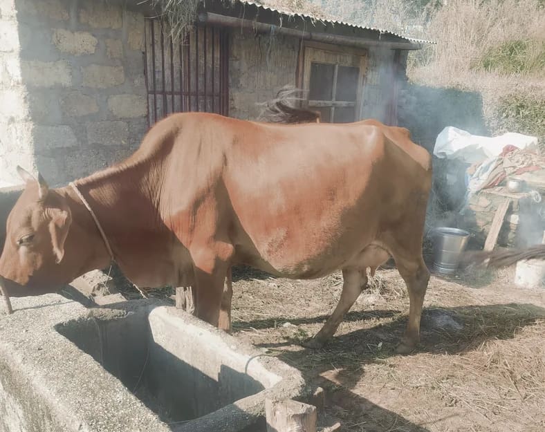 Jersey cross Cow O0527 in  UTTARAKHAND