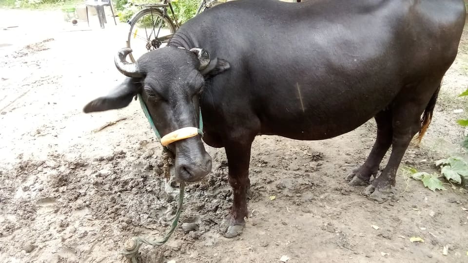 Murrah Buffalo in  UTTAR PRADESH