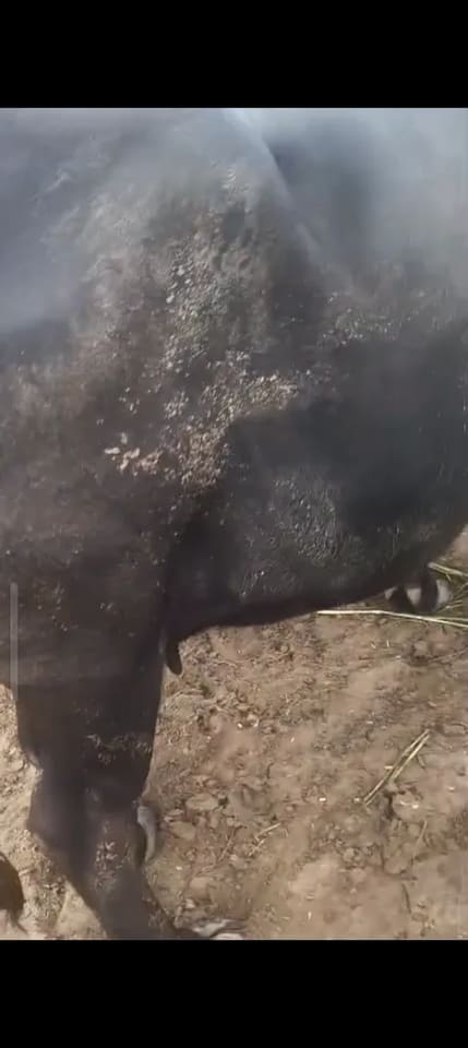 Murrah Buffalo in  RAJASTHAN
