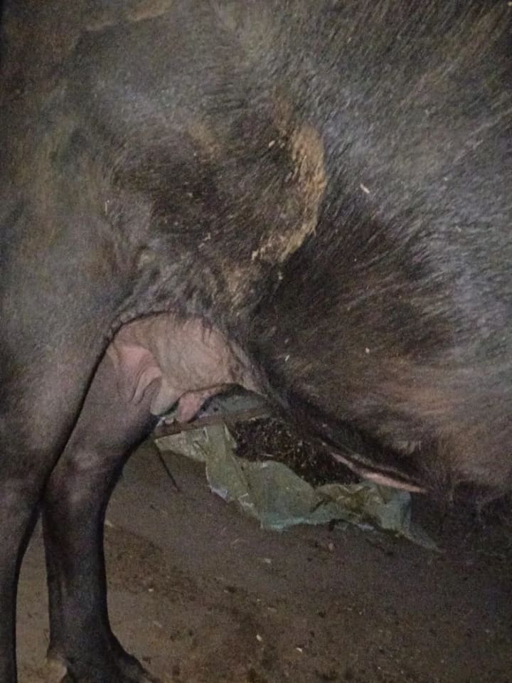 Jafarabadi Buffalo J0497 in  HARYANA