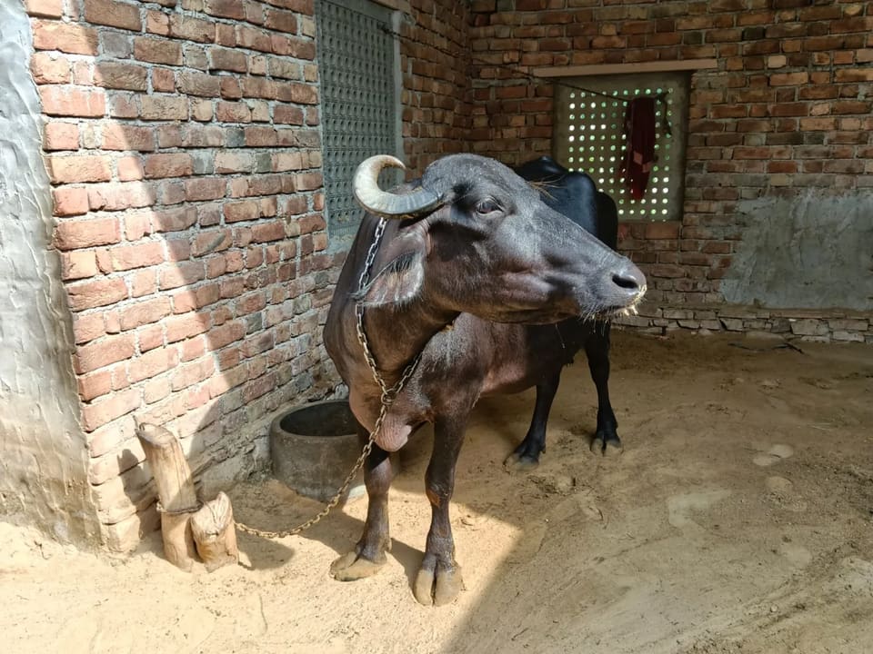 Murrah Buffalo in  RAJASTHAN
