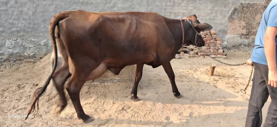 Bilayati Cow O0514 in  RAJASTHAN