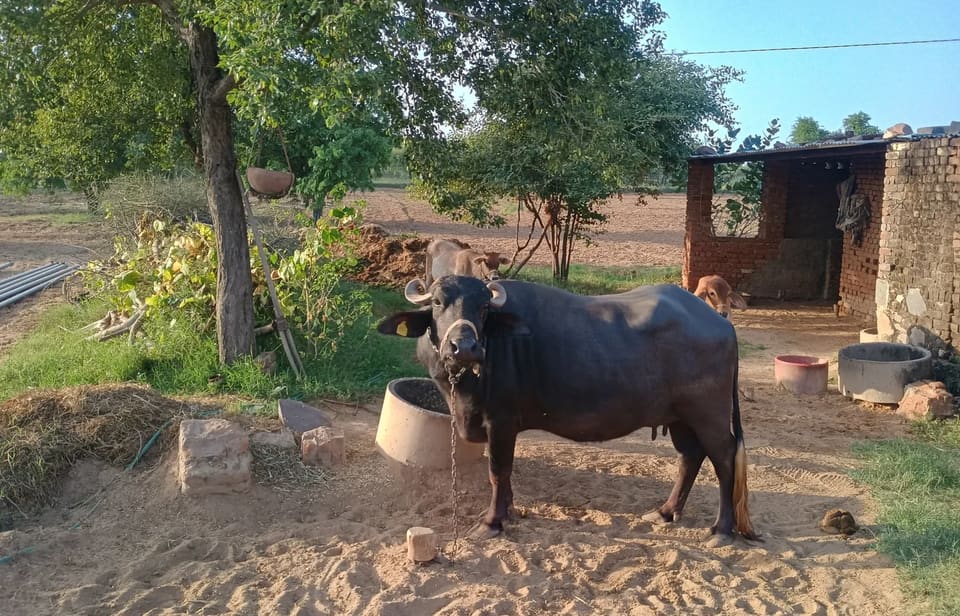 Others Buffalo in RAJASTHAN
