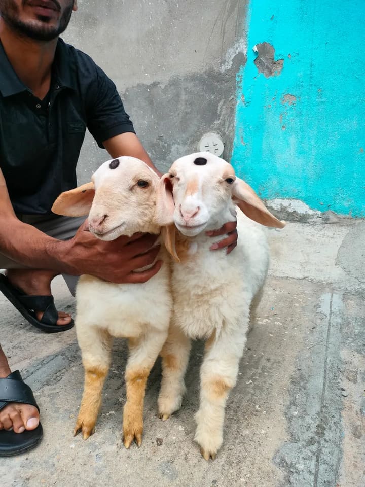 Bannur Sheep B0269 in  KARNATAKA