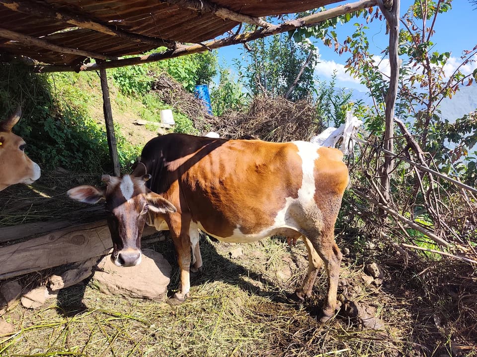 Jersey Cow J1579 in  HIMACHAL PRADESH