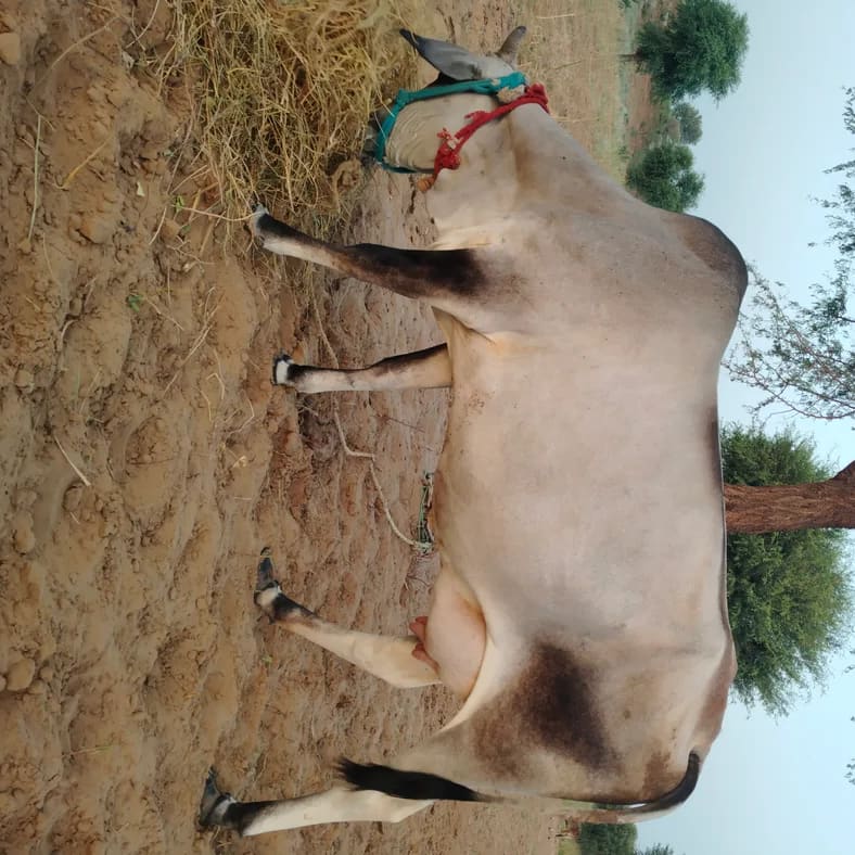 Others Cow in  RAJASTHAN