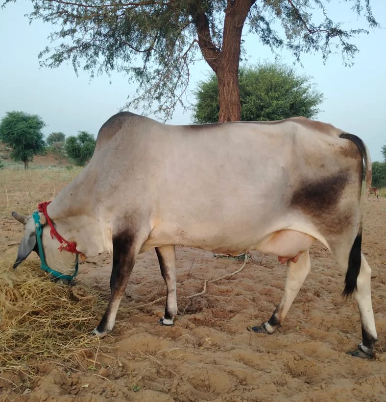 Desi Cow O0568 in  RAJASTHAN