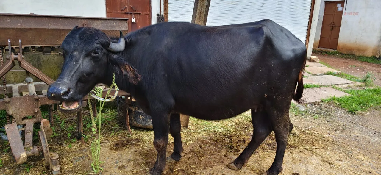 Desi Buffalo O0649 in  MADHYA PRADESH