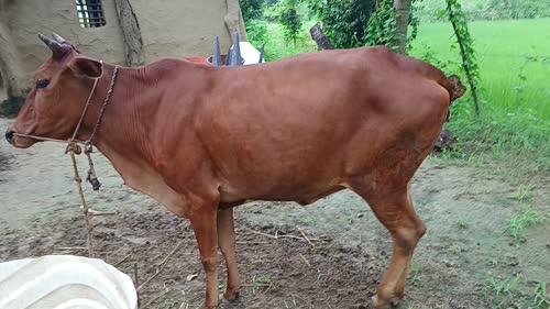 Sahiwal Heifer Cow S1885 in  UTTARAKHAND