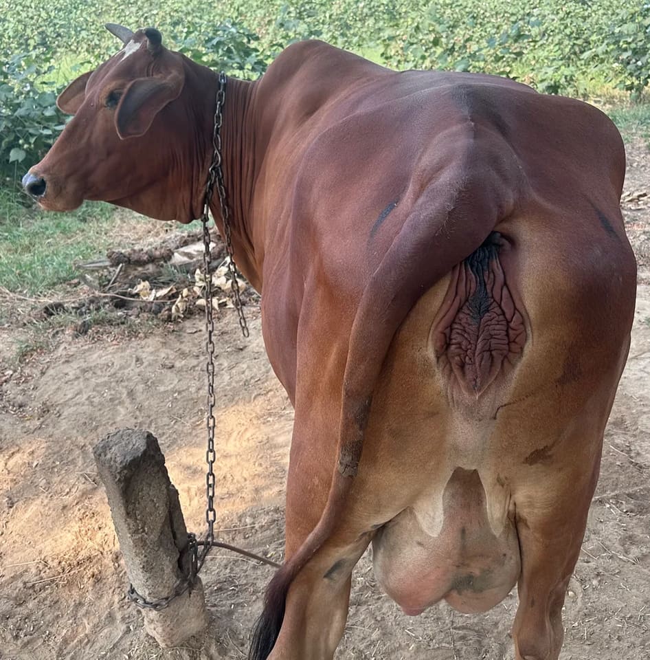 Gir Cow in  HARYANA
