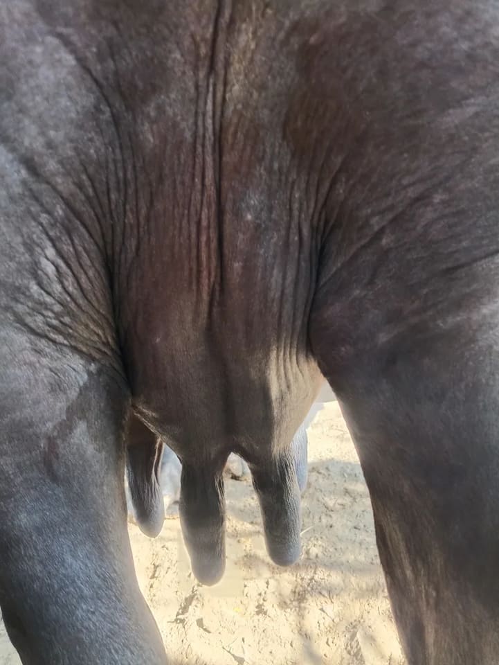 Murrah Buffalo in  RAJASTHAN